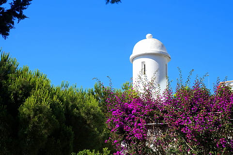 arbre, cel, arquitectura, planta, creixement, naturalesa, flor, planta amb flors, exterior de l'edifici, torre, cap gent, blau, estructura construïda, cel clar, dia, bellesa a la natura, far, vista d’angle baix, llum solar, frescor, orientació, a l'aire lliure, porpra, 4K, CC0, domini públic, lliure de regalies