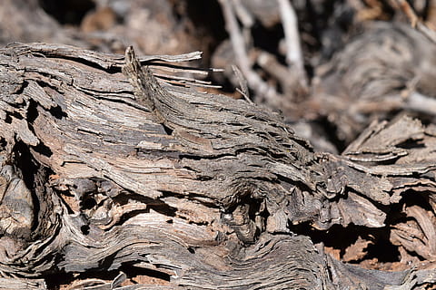 background, wood, structure, texture, rauh, grapes wood, grape, vines wood, brown, weathered, splitter, fibers, close, tree, tree trunk, trunk, textured, nature, wood - material, pattern, day, plant bark, close-up, no people, plant, focus on foreground, land, log, full frame, rough, backgrounds, outdoors, bark, dead plant, arid climate, 5K, CC0, public domain, royalty free