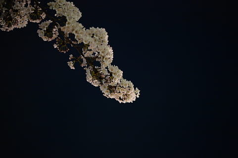 ciliegia, fiori di ciliegio, fiori di primavera, Giappone, in piena fioritura, K, sakura, fiori, notte, primavera in giappone, legna, albero di ciliegio yoshino, rosa, fiore, fiore di ciliegio, primavera, albero, vista notturna, primavera giapponese, petalo, Piena fioritura, vista del Giappone, primavera del Giappone, notte fiore di ciliegio, sfondo nero, nessuno, natura, pianta, girato in studio, bellezza nella natura, in casa, crescita, copia spazio, singolo oggetto, fragilità, avvicinamento, ramo, vulnerabilità, ritagliare, 4K, CC0, dominio pubblico, privo di copyright