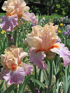 grunt, fokus fotografering, beige, lilla, blomster plante, iris, blomst, vår, hage, blomster, natur, blomstrende plante, petal, sårbarhet, skjørhet, friskhet, skjønnhet i naturen, anlegg, vekst, nærbilde, blomsterhodet, inflorescence, dag, ingen folk, rosa farge, botanikk, fokusere på forgrunnen, utendørs, pollen, våren, iris - plante, 4K, CC0, offentlig domene, opphavsrett gratis