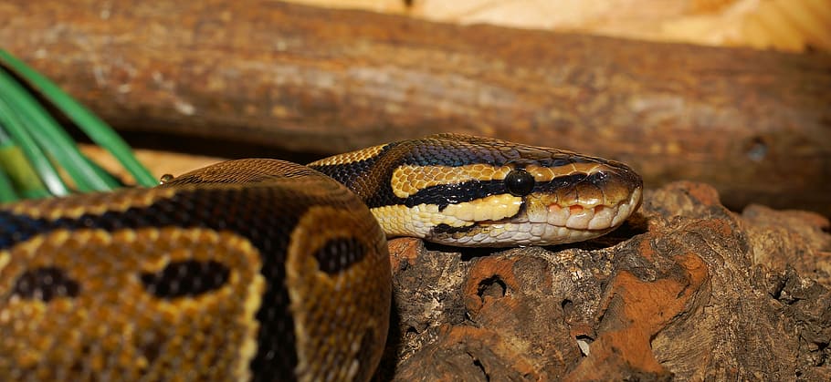 tancar, fotografia, marró, serp, python, pitó de pilota, python regius, original, constrictor, rèptil, animal, terrari, escala, criatura, boa, bellesa, patró, espècies, Snakehead, agraciat, retrat, Àfrica occidental i central, cap, noble, daurat, masculí, descans, a l'aguait, brillant, fons, brillar, or, cap gent, primer pla, temes d'animals, fauna animal, animals a la natura, dia, naturalesa, a l'aire lliure, un animal, vertebrats, part del cos dels animals, medi ambient, escala d’animals, cap d’animals, signe, verinós, arrissat, terra, zoo, selva tropical, llengua animal, ull d’animals, 4K