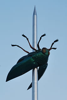 Käfer, Kunst, Fehler, Nadel, Leuven, fabre, Skarabäus, Kunstwerk, klarer Himmel, Tierthemen, Himmel, Tier, Tierwelt, keine Leute, grüne Farbe, Natur, Tiere in freier Wildbahn, ein Tier, wirbellos, Blau, Tag, draußen, Insekt, sonnig, Kunst und Handwerk, Metall, Nahansicht, 2K, CC0, gemeinfrei, lizenzfrei