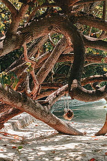 Foto, Mangrove, Meer, Labyrinth Baumstamm, Swing, Küstenlinie, Strand, Baum, Geäst, Entspannen Sie Sich, Natur, Pflanze, Tag, Baumstamm, Wasser, Kofferraum, Ast, Land, Ruhe, Wurzel, Holz, draußen, keine Leute, Schönheit in der Natur, Wachstum, Holz - Material, Pflanzenteil, 5K, CC0, gemeinfrei, lizenzfrei
