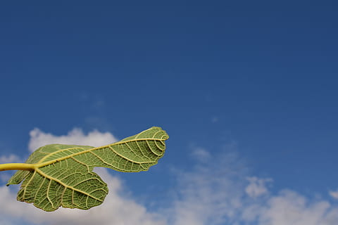 figenblad, blad, tæt, grøn, natur, makro, himmel, skyer, baggrund, smuk, kort, middelhavet, plante del, blå, kopiere plads, sky - himmel, dag, skønhed i naturen, ingen mennesker, udendørs, plante, lav vinkel visning, tæt på, miljø, grøn farve, hvirvelløse, skrøbelighed, sollys, vækst, 5K, CC0, offentligt domæne, royaltyfrie