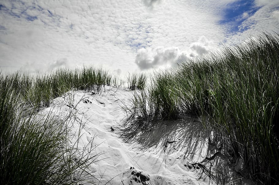 percorso delle dune, campo di neve, erbe, spiaggia, sabbia, duna, erba, nube, nuvola - cielo, pianta, cielo, bellezza nella natura, crescita, natura, giorno, scenics - natura, la tranquillità, scena tranquilla, terra, nessuno, scena non urbana, acqua, all'aperto, ambiente, paesaggio, erba di marram, fluente, acqua corrente, 4K