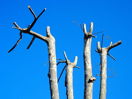 arbre, tronc, branques, tronc de l'arbre, primavera, brollar, girafes, cel, blau, cel clar, vista d’angle baix, cap gent, naturalesa, dia, a l'aire lliure, arbre nu, assolellat, planta, branca, animal, temes d'animals, llum solar, medi ambient, escenics - natura, clima, 4K, CC0, domini públic, lliure de regalies