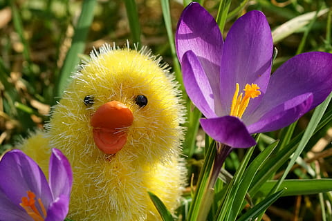 close-up fotografie, geel, eend, pluche, speelgoed-, naast, Purper, crocus bloemen, dag, de lente, Pasen, kip, gelukkig Pasen, decoratie, deco, natuur, krokus, bloemen, lente bloem, bloesem, bloeien, vroege bloeier, paars, voorbode van de lente, kleurrijk, dichtbij, helder, zoet, lente groet, weide, gras, Pasen decoratie, Pasen-decor, emoties, Lentekriebels, Frühlingsanfang, romantisch, lente krokus, kuikens, bloem, bloeiende plant, fabriek, detailopname, groei, kwetsbaarheid, breekbaarheid, versheid, schoonheid in de natuur, bloemblad, bloemhoofd, focus op de voorgrond, bloeiwijze, geen mensen, buitenshuis, groene kleur, lente, stuifmeel, 4K, CC0, publiek domein, royaltyvrij