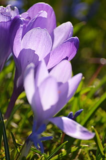 şofran, Paști, primăvară, Violet, floare, frühlingsanfang, devreme, planta cu flori, plantă, vulnerabilitate, fragilitate, frumusețe în natură, prospeţime, petală, creştere, a închide, cap de floare, natură, inflorescenţă, iris, camp, nici o persoana, zi, teren, selectiv, în aer liber, moliciune, 2K, CC0, domeniu public, fără drepturi de autor