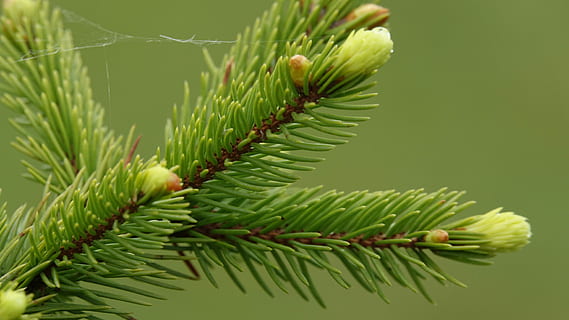gran, grene, knopper, grøn farve, plante, træ, fyrretræ, nåletræ, afdeling, natur, tæt på, skønhed i naturen, ingen mennesker, nål - plante del, vækst, Pinaceae, blad, plante del, eviggrønne træ, dag, udendørs, selektiv fokusering, Kvist, 5K, CC0, offentligt domæne, royaltyfrie