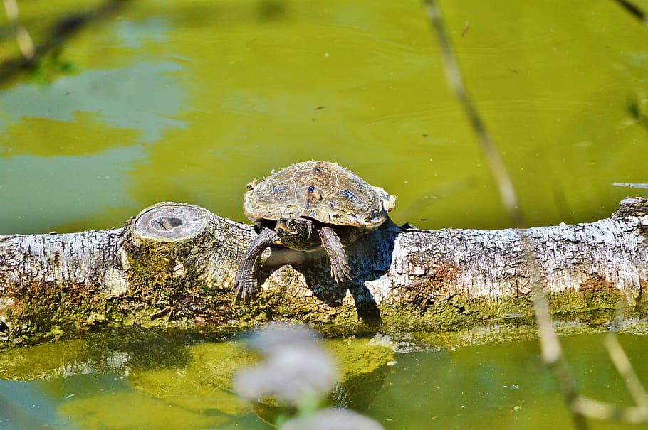 tortuga d'aigua, rèptil, tortuga, closca de tortuga, animal, aigua, a l’aigua, fauna animal, animals a la natura, un animal, temes d'animals, dia, vertebrats, llac, naturalesa, cap gent, davant del mar, amfibi, closca d’animals, shell, reflexió, a l'aire lliure, marí, 5K