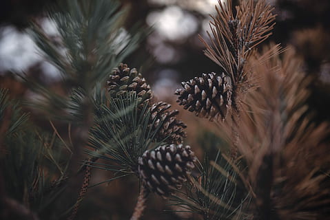 Tilt Shift Fotografie, braun, Kiefernzapfen, selektiv, fokus fotografie, Nadelbaumkegel, Baum, Kiefer, Tannenzapfen, Bokeh, Pflanze, Wachstum, selektiver Fokus, Schönheit in der Natur, Natur, Nahansicht, keine Leute, Ruhe, Tag, Fokus auf den Vordergrund, Nadelbaum, draußen, Pinaceae, Land, Frische, Verletzlichkeit, Nadel - Pflanzenteil, 5K, CC0, gemeinfrei, lizenzfrei
