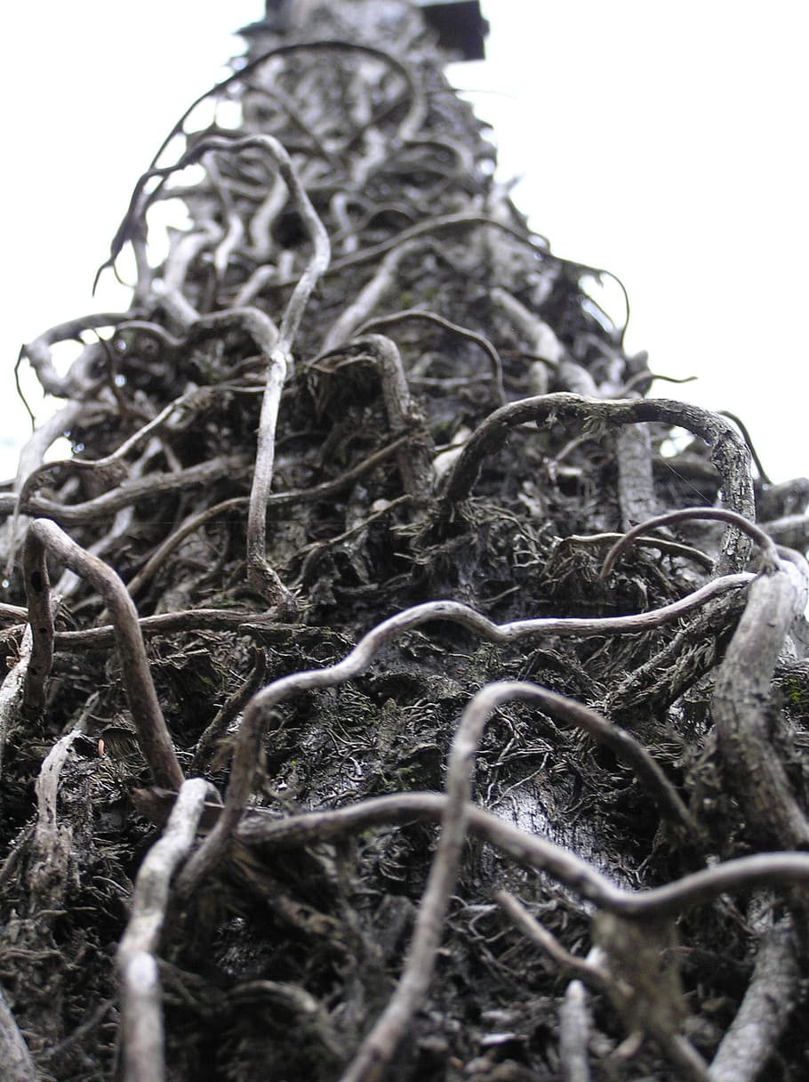 vin, død, sammenfiltrede, pol, træ, knudrede, plante, vinter, natur, hvid baggrund, ingen mennesker, dag, himmel, udendørs, tæt på, rod, skyfri himmel, vækst, lav vinkel visning, selektiv fokusering, plante del, jord, stilleben, fokus på forgrunden, smuds, 1080P