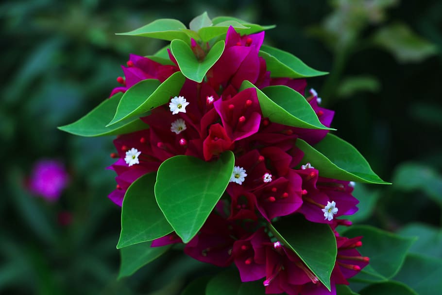 flor, macro, planta, primer pla, naturalesa, jardí, verd, florir, fresc, pètal, color, magenta, rosa, full, brillant, porpra, frescor, tancar, temporada, fotografia, cànon, eos, 80d, colorit, Chennai, tamilnadu, planta amb flors, bellesa a la natura, part de la planta, vulnerabilitat, fragilitat, creixement, centrar-se en primer pla, color rosa, dia, cap de flor, cap gent, inflorescència, a l'aire lliure, 4K