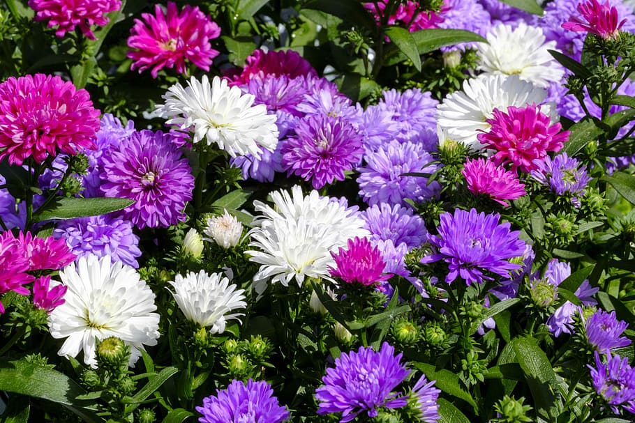 aster, astri nani, compositi, Asteraceae, pianta ornamentale, fiore, fiorire, fioritura, colorato, carta geografica, cartolina, pianta fiorita, freschezza, fragilità, vulnerabilità, pianta, bellezza nella natura, petalo, testa di fiore, crescita, infiorescenza, avvicinamento, viola, nessuno, natura, giorno, vista dall'alto, fotogramma intero, all'aperto, botanica, letto di fiori, 5K