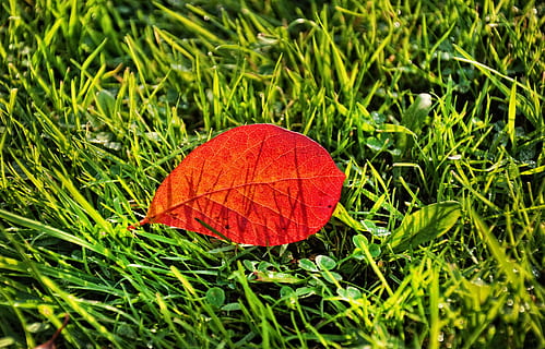 foglia, erba, modello, natura, verde, colore autunnale, foglia d'autunno rossa, pianta, colore verde, parte vegetale, rosso, bellezza nella natura, giorno, avvicinamento, campo, nessuno, crescita, terra, vista dall'alto, all'aperto, vulnerabilità, modificare, la tranquillità, colore arancione, le foglie, condizione naturale, farfalla - insetto, 2K, CC0, dominio pubblico, privo di copyright