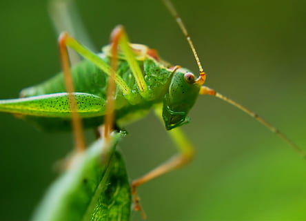 macro photography, green, grasshopper, leaf, delicate insect, insect, dotted, macro, dotted delicate insect, leptophyes punctatissima, leaf insects, tettigoniidae, long probe shrink, ensifera, leptophyes, close up, close, skip, probe, feet, nature, animal, close-up, wildlife, locust, green Color, invertebrate, one Animal, cricket, animal themes, animal wildlife, animals in the wild, plant, selective focus, plant part, day, no people, animal body part, focus on foreground, outdoors, animal eye, 1080P, CC0, public domain, royalty free