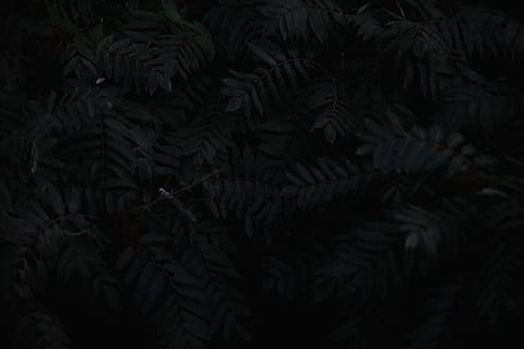 graue Blätter, grüne Farnpflanzen, dunkel, Laub, Baum, Blatt, Vollbild, Pflanzenteil, Hintergründe, keine Leute, Pflanze, Nahansicht, Wachstum, Natur, Schönheit in der Natur, Ruhe, grüne Farbe, Muster, Farn, Nacht-, Ast, draußen, Kiefer, Blätter, Nadelbaum, 5K, CC0, gemeinfrei, lizenzfrei