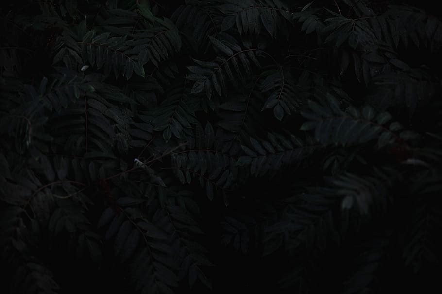 graue Blätter, grüne Farnpflanzen, dunkel, Laub, Baum, Blatt, Vollbild, Pflanzenteil, Hintergründe, keine Leute, Pflanze, Nahansicht, Wachstum, Natur, Schönheit in der Natur, Ruhe, grüne Farbe, Muster, Farn, Nacht-, Ast, draußen, Kiefer, Blätter, Nadelbaum, 5K