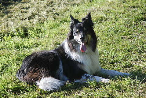 border collie, cane, ansimante, giù, stabilire, pedigree, all'aperto, animale domestico, contento, erba, lingua, cane da pastore, animali domestici, temi animali, un animale, mammifero, domestico, animale, rilassamento, pianta, canino, vertebrato, campo, seduta, natura, terra, colore verde, riposo, giorno, nessuno, bocca aperta, 4K, CC0, dominio pubblico, privo di copyright