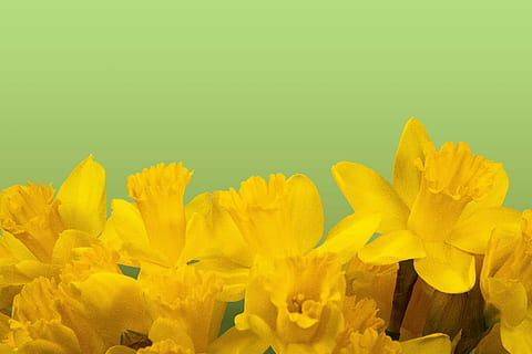 daffodil flowers, daffodil, spring, easter, blossom, bloom, yellow, flower, plant, flora, map, greeting card, easter greeting, green, fund, background, flowering plant, freshness, beauty in nature, fragility, vulnerability, inflorescence, flower head, studio shot, petal, colored background, nature, close-up, growth, no people, vibrant color, copy space, springtime, bouquet, flower arrangement, 4K, CC0, public domain, royalty free