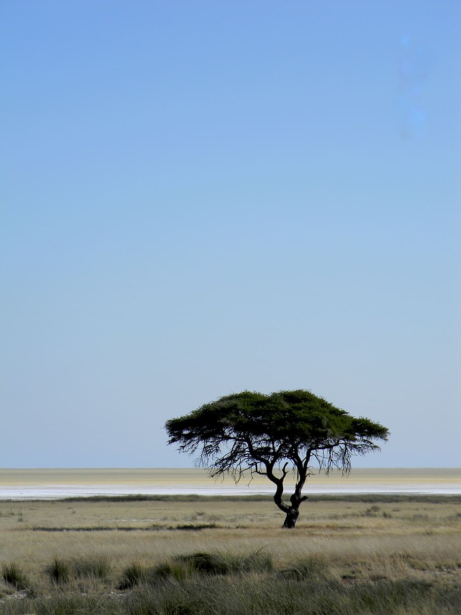 arbre, Àfrica, namibia, desert, naturalesa, paisatge, festa, sec, sequera, safari, sorra, sol, sabana, Parc Nacional, cel, blau, planta, medi ambient, horitzó, terra, escenics - natura, herba, horitzó sobre la terra, dia, cap gent, cel clar, arbre únic, còpia espai, bellesa a la natura, escena tranquil·la, camp, a l'aire lliure, clima àrid, clima, semiàrid, prada, 4K