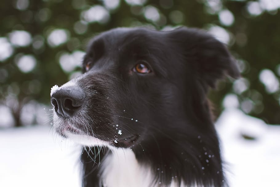 superficiale, fotografia a fuoco, nero, cane, border collie, un animale, temi animali, animali domestici, animale, domestico, mammifero, concentrarsi sulle conoscenze acquisite, canino, vertebrato, analizzare, cercare, guardare, guardando lontano, parte del corpo animale, avvicinamento, giorno, nessuno, testa di animale, cane da riporto, labrador retriever, all'aperto, vista profilo, occhio animale, naso animale, 5K