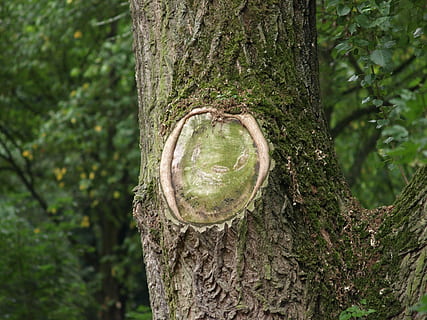 tre, natur, gammelt tre, Logg, stort tre, anlegg, trestamme, stamme, skog, vekst, land, grønn farge, fokusere på forgrunnen, strukturert, dag, ingen folk, utendørs, nærbilde, mose, ro, sirkel, skjønnhet i naturen, regnskog, bark, 2K, CC0, offentlig domene, opphavsrett gratis