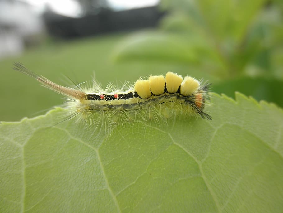 petit, criatura, salvatge, difusa, vida salvatge, naturalesa, pell, poc, pelut, groc, insecte, un animal, animals a la natura, temes d'animals, color verd, fauna animal, invertebrat, primer pla, animal, part de la planta, full, planta, eruga, dia, centrar-se en primer pla, cap gent, bellesa a la natura, flor, a l'aire lliure, 4K