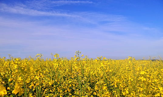 paisatge, primavera, plantes, violació, cel, groc, flor, bellesa a la natura, planta amb flors, planta, creixement, agricultura, frescor, camp, terra, colza, medi ambient, escena rural, cap gent, escenics - natura, cultiu, dia, naturalesa, llit de flors, 2K, CC0, domini públic, lliure de regalies