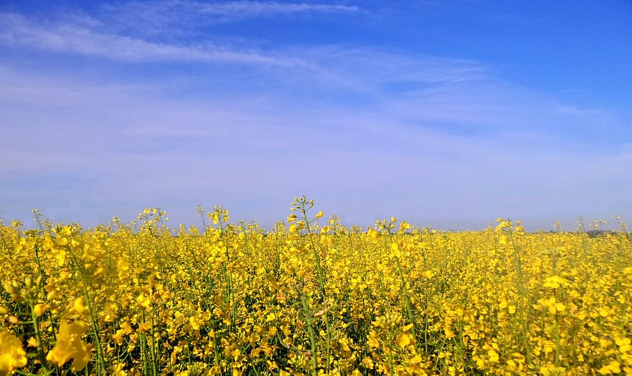 paisatge, primavera, plantes, violació, cel, groc, flor, bellesa a la natura, planta amb flors, planta, creixement, agricultura, frescor, camp, terra, colza, medi ambient, escena rural, cap gent, escenics - natura, cultiu, dia, naturalesa, llit de flors, 2K