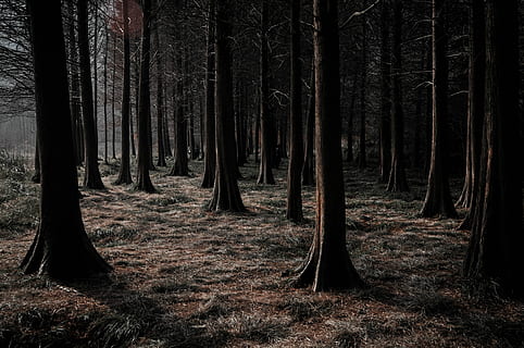 fotografie stromů, hnědý, stromy, během dne, strom, sequoium, cedr, tmavý strom, kmen stromu, les, přistát, rostlina, kufr, klid, růst, Příroda, klidné scény, mimoměstské scény, krása v přírodě, scenics - příroda, nikdo, krajina, den, venku, dálkový, životní prostředí, 4K, CC0, veřejná doména, bez autorských práv