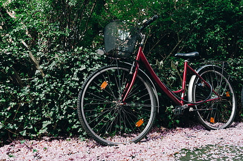 bicicletta, oggetti, altro, all'aperto, ciclo, mezzi di trasporto, Ciclismo, ruota, natura, modalità di trasporto, nessuno, stazionario, veicolo terrestre, modo di trasporto, pianta, terra, giorno, campo, crescita, albero, foglia, parte vegetale, colore verde, parcheggio, abbandonato, ha parlato, 4K, CC0, dominio pubblico, privo di copyright