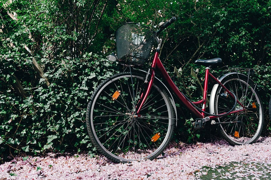 bicicletta, oggetti, altro, all'aperto, ciclo, mezzi di trasporto, Ciclismo, ruota, natura, modalità di trasporto, nessuno, stazionario, veicolo terrestre, modo di trasporto, pianta, terra, giorno, campo, crescita, albero, foglia, parte vegetale, colore verde, parcheggio, abbandonato, ha parlato, 4K