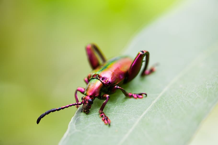 escarabats, vida salvatge, naturalesa, error, salvatge, natural, invertebrat, insecte, temes d'animals, part de la planta, fauna animal, full, un animal, animal, primer pla, color verd, animals a la natura, cap gent, formiga, enfocament selectiu, dia, planta, centrar-se en primer pla, escarabat, a l'aire lliure, 4K