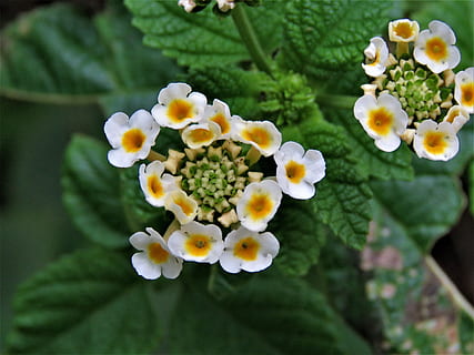 bloemen, complex, meetkundig, geel, wit, tuin-, fabriek, schoonheid in de natuur, detailopname, bloeiende plant, bloem, groei, natuur, geen mensen, kwetsbaarheid, breekbaarheid, versheid, witte kleur, bloemhoofd, bloeiwijze, focus op de voorgrond, dag, bloemblad, groene kleur, buitenshuis, deel van de plant, 4K, CC0, publiek domein, royaltyvrij