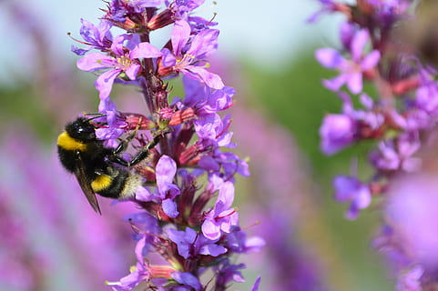 Hummel, hummeln, Biene, lila, Blume, Tierthemen, Tiere in freier Wildbahn, Tierwelt, blühende Pflanze, Insekt, ein Tier, wirbellos, Tier, Schönheit in der Natur, Frische, Blütenblatt, Zerbrechlichkeit, Pflanze, Nahansicht, Verletzlichkeit, Bestäubung, Wachstum, Blütenkopf, keine Leute, draußen, 5K, CC0, gemeinfrei, lizenzfrei
