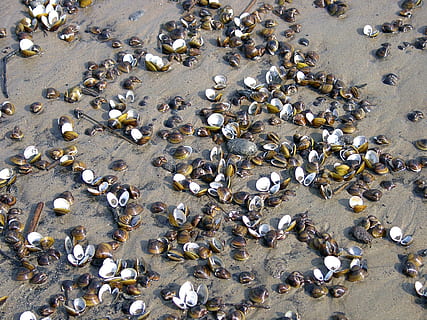 schelpen, rivier-, zand, hoge hoekmening, dier, dierenleven, dierlijke thema's, schelp, grote groep dieren, dieren schaal, groep dieren, dieren in het wild, geen mensen, water, dag, strand, grote groep objecten, natuur, land-, overvloed, zee, buitenshuis, marinier, 1080P, CC0, publiek domein, royaltyvrij