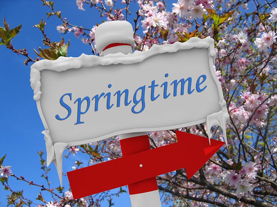 hvid, rød, foråret signage, forår, vinter, sne, is, blomster, knop, pil, Bemærk, skjold, forårsvågne, tekst, vestlige script, plante, meddelelse, lav vinkel visning, natur, træ, ingen mennesker, blomst, blomstrende plante, dag, afdeling, fest, udendørs, friskhed, tæt på, hvid farve, vækst, manuskript, ikke-vestlige script, kirsebær blomst, 2K