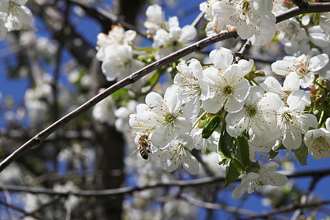 abella, cirera, florir, polinització, Flors de cirerer, flors blanques, primavera, flor, planta amb flors, planta, fragilitat, vulnerabilitat, bellesa a la natura, frescor, creixement, arbre, branca, Color blanc, centrar-se en primer pla, naturalesa, primer pla, cap de flor, pètal, inflorescència, dia, cap gent, flor de cirerer, pol·len, a l'aire lliure, cirerer, 2K, CC0, domini públic, lliure de regalies