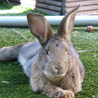 brown, rabbit, lying, green, grass field, daytime, hare, ears, rest, easter, animal, nager, fur, mammal, animal themes, grass, one animal, vertebrate, field, close-up, rabbit - animal, day, domestic animals, land, no people, focus on foreground, pets, plant, nature, animal wildlife, domestic, outdoors, animal head, animal ear, herbivorous, whisker, 2K, CC0, public domain, royalty free
