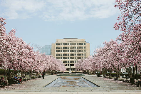 blanc, peint, photo de l'établissement, statue, entouré, Cerise, les fleurs, établissement, coup, fleurs de cerisier, arbre, fleur de cerisier, fleur, parc central, printemps, cerisier, la ville de New York, en plein air, parc - espace créé par l'homme, manhattan - new york city, ciel, couleur rose, plante, architecture, structure construite, extérieur du bâtiment, plante à fleurs, croissance, la nature, ville, fraîcheur, journée, beauté dans la nature, fragilité, personne, bordé d'arbres, 5K, CC0, domaine public, libre de droits