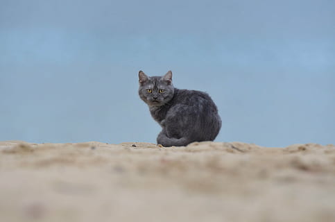 kat, strand, ung kat, pattedyr, dyr, dyre temaer, et dyr, indenlandske, kæledyr, husdyr, feline, indenlandske kat, hvirveldyr, dyreliv, ingen mennesker, selektiv fokusering, sidder, dyr i naturen, jord, himmel, natur, leder, overflade niveau, bakkenbart, 4K, CC0, offentligt domæne, royaltyfrie