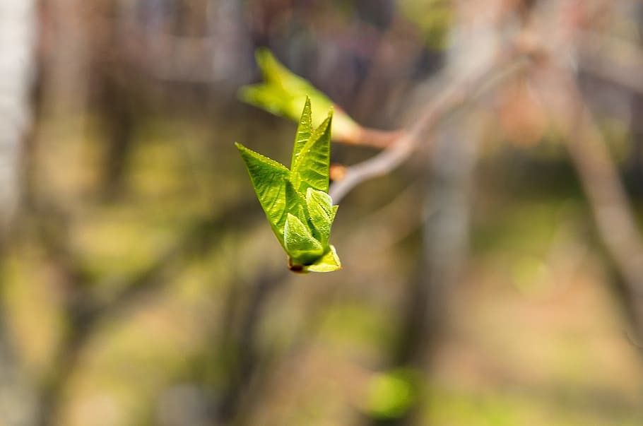 primavera, full, branca, naturalesa, arbre, verd, fulles verdes, primer pla, arbres, naturalesa viva, fulles, ronyó, color verd, centrar-se en primer pla, planta, dia, cap gent, part de la planta, creixement, invertebrat, insecte, un animal, animals a la natura, fauna animal, bellesa a la natura, temes d'animals, a l'aire lliure, animal, enfocament selectiu, 1080P