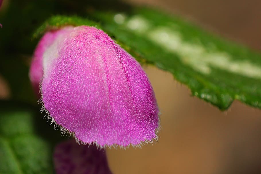 mini, flor, florir, macro, rosa, petita flor, pol·len, pistil, flors, naturalesa, planta, petit, inflorescència, Perspectiva, primavera, jardí, planta silvestre, flor silvestre, pelut, stachys, vellutada, porpra, primer pla, color rosa, frescor, bellesa a la natura, planta amb flors, creixement, vulnerabilitat, cap gent, fragilitat, enfocament selectiu, centrar-se en primer pla, cap de flor, a l'aire lliure, part de la planta, pètal, 4K