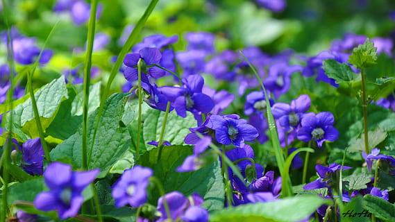 paars, bloem, de lente, Purper, groei, schoonheid in de natuur, natuur, breekbaarheid, bloeiende plant, fabriek, versheid, kwetsbaarheid, detailopname, bloemblad, selectieve aandacht, deel van de plant, blad, bloemhoofd, bloeiwijze, groene kleur, dag, geen mensen, lente, zachtheid, bloemenbed, 2K, CC0, publiek domein, royaltyvrij