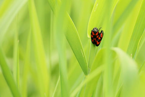 Käfer, Paarung, Insekt, Grün, Wiese, beschmutzt, schließen, Reproduktion, Paar, Tier, Makro, Frühling, Feuerwanze, roter Käfer, in Verbindung gebracht, Gras-Grün, Fehler, Insekten Paarung, Tierwelt, wirbellos, Tierthemen, Tiere in freier Wildbahn, grüne Farbe, Pflanze, Nahansicht, Marienkäfer, ein Tier, Natur, keine Leute, Schönheit in der Natur, Pflanzenteil, Blatt, Tag, selektiver Fokus, rot, draußen, klein, 2K, CC0, gemeinfrei, lizenzfrei