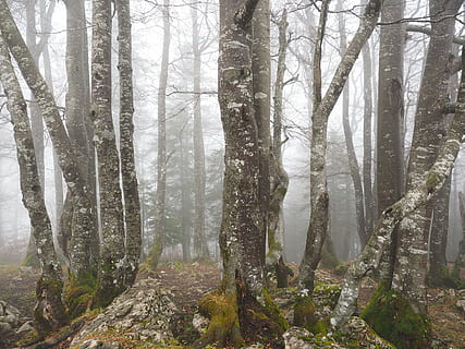 miškas, medžiai, medžių kamienus, knyga, rūkas, bjaurus, mistinis, buko mediena, orų knyga, creux du van, Šveicarijos jura, Noiraigue, pobūdį, medis, lauke, kraštovaizdį, rūko, sezoną, scenos, augalų, žemės, bagažinė, medžio kamienas, ramybė, grožis gamtoje, augimą, nėra žmonių, aplinką, ramioje scenoje, dieną, ne miesto scenoje, vaizdai - gamta, pušynai, spygliuočių medis, 4K, CC0, Viešasis domenas, nemokamai