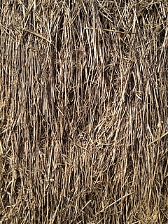 rietje, graan, gras, volledig kader, achtergronden, fabriek, droog, geen mensen, bruin, natuur, dag, hooi-, landbouw, farm, hoge hoekmening, buitenshuis, land-, detailopname, veld-, gedroogde plant, gewas, verwarde, 2K, CC0, publiek domein, royaltyvrij
