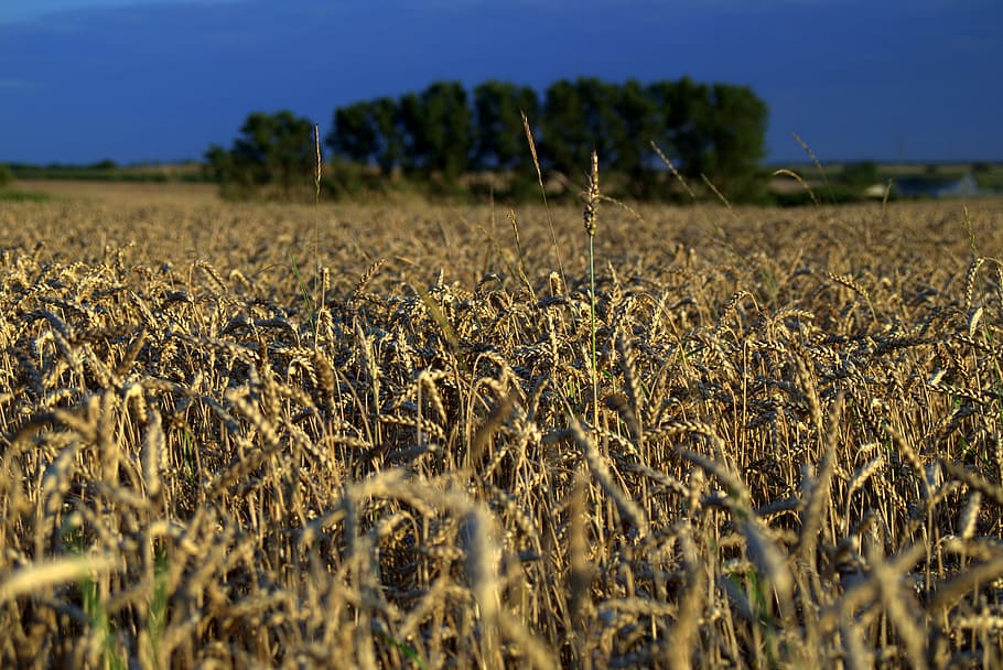 champ, des champs, blé, des céréales, paysage, agriculture, village, vue, été, village de pologne, la nature, la culture de, récolte, ciel, arbre, fête de la moisson, plante céréalière, ferme, surgir, terre, scène rurale, plante, environnement, croissance, personne, mise au point sélective, beauté dans la nature, journée, tranquillité, aliments, en plein air, 5K