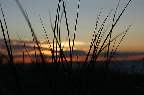 posta de sol, prerow, mar, cel, bellesa a la natura, planta, silueta, tranquil·litat, escenics - natura, herba, escena tranquil·la, naturalesa, cap gent, color taronja, creixement, vespre, a l'aire lliure, terra, paisatge, núvol - cel, centrar-se en primer pla, idíl·lic, 4K, CC0, domini públic, lliure de regalies
